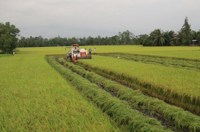 Đồng bằng sông Cửu Long chiếm tới 60% sản lượng lúa, 40% sản phẩm thủy sản của cả nước